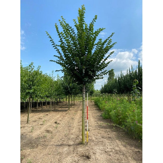 Alm - Ulmus 'Lobel' - Stammens omkrets 20-25 cm, höjd 4-4,5 meter, HS,